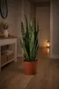 Sansevieria Zeylanica Bogenhanf ca. 100 cm – luftreinigende Produktbild-Vorschau 4