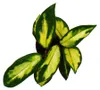 Mini-Pflanze Hoya carnosa tricolor Porzellanblume Ideal für Produktbild-Vorschau 3