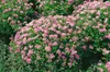 Spiraea japonica 'Little Princess', Zwerg-Spiere, rosa, Produktbild-Vorschau 14