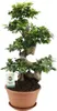 Ficus Ginseng Chinesische Feige Ø27cm ↕70cm Bonsai mit Produktbild-Vorschau 1