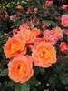 Strauchrose Westerland® - Rosa Westerland® - kupferorange - Produktbild-Vorschau 1