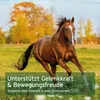 AniForte MSM Pulver für Pferde 1,5 kg - Hochreines Produktbild-Vorschau 6