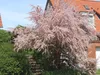 Kleinblütige Tamariske, 20-30 cm, Cont. 2,5 l Produktbild-Vorschau 6