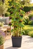 Dornlose Brombeere Chester Thornless 50–70 cm – Rubus Produktbild-Vorschau 1