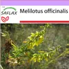 SAFLAX - sladký jetel - Melilotus officinalis - 250 Semena Náhled obrázku produktu 10