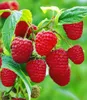 A close-up view of ripe raspberries on a branch with green leaves. Produktbild-Vorschau