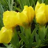 6 x kosatec  - Iris pumila 'Brassie'  | Květináč 9 cm x 9 Náhled obrázku produktu 1