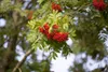 Sorbus aucuparia 'Edulis', Eberesche, essbare Früchte, Produktbild-Vorschau 1