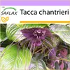 SAFLAX - netopýří květina - Tacca chantrieri - 10 Semena Náhled obrázku produktu 8