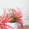 Tillandsien Luftpflanzen - 10 Stk - Tillandsia - Höhe Produktbild-Vorschau 4