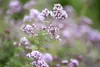 Origanum vulgare, Oregano, aromatisch, ca. 9x9 cm Topf Produktbild-Vorschau 7