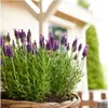 Plants by Frank - Lavandula stoechas Anouk® - Pot de 12 cm Voir les images du produit 2