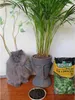 Pflanzenerde Set - 2x5l - für Palmen und Dracena - Optimale Produktbild-Vorschau 8
