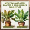 Green Home Bananenerde 36 L – für Bananen & Tropenpflanzen, Produktbild-Vorschau 5