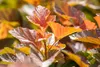 Physocarpus opulifolius 'Amber Jubilee', Blasenspiere, Produktbild-Vorschau 7