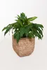 VIVANNO Pot de fleurs jacinthe d'eau ASIA cube, naturel Voir les images du produit 8
