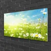 Acrylglasbilder 100x50 Wandbild Druck Wiese Gänseblümchen Produktbild-Vorschau 2