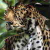 FEBE 3D Bettwäsche Gepard Bettbezug-Set 135x200 + Produktbild-Vorschau 5