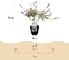 GreenboutiQ - Balkonpflanze - Japanischer Ahorn - Acer Produktbild-Vorschau 3