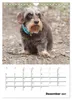 Geliebte Rabauken - Rauhaardackel (Wandkalender 2027 DIN A4 Produktbild-Vorschau 15