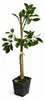 Arancia Tarocco Ippolito 120–140 cm – sycylijska pomarańcza Podgląd zdjęcia produktu 4