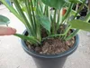XXL Monstera delicosa 80-100 cm - Köstliche Fensterblatt - Produktbild-Vorschau 3