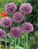 Allium christophii, Sternkugel-Lauch, silbrig-violett, ca. Produktbild-Vorschau 1