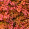 Acer Palmatum Taylor, ca. 50 cm hoch, Topf 19 cm, Produktbild-Vorschau 5