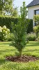 Evropský tis (Taxus baccata), výška cca 50 cm – Vždyzelený, Náhled obrázku produktu 3