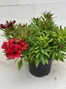Inkalilie Colorita™ Kate - Astroemeria Colorita™ Kate - Produktbild-Vorschau 4