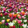 Bloomique - Mélange de Tulipes 20 - 60 jours - Bulbes de Voir les images du produit 1