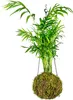 Gardners Kokedama Chamaedorea elegans (L) Náhled obrázku produktu 2