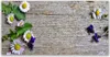 Glasbilder 120x60 Wandbild Druck auf Glas Gänseblümchen Produktbild-Vorschau 1