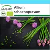 SAFLAX - Zestaw prezentowy - Bio - Szczypiorek - 250 Podgląd zdjęcia produktu 10
