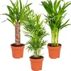 3x Tropische Palmenmischung – Dypsis-Chamaedorea-Yucca – Produktbild-Vorschau 2