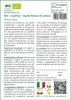 SAFLAX  -- Cipollina - Cipolla Bianca di Lisbona  - 150 Anteprima dell’immagine prodotto 3