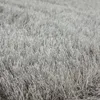A close-up, detailed view of a shaggy, gray carpet. Produktbild-Vorschau
