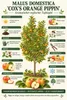 Apfelbaum 'Cox Orange' 100–120 cm – *Malus domestica* Náhľad obrázku produktu 2
