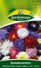 Quedlinburger Saatgut - Sommer-Astern Mischung hoher Sorten Produktbild-Vorschau 1