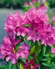 Rhododendron 'Roseum Elegans', rosa Blüten, 30–40 cm Produktbild-Vorschau 12