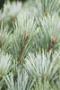 Pinus sylvestris 'Watereri', Kiefer, kompakt, 50–60 cm Produktbild-Vorschau 8