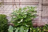 Stauden Gänge 1 x Dicentra spectabilis 'Alba' -  Weißes Produktbild-Vorschau 6