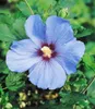 BALDUR Garten 5er Hibiskus-Hecke, Pflanzen im 9x9 cm-Topf, Produktbild-Vorschau 4