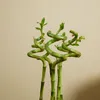Bloomique - Zestaw 5 sztuk - Dracena Sanderiana - Bambus Podgląd zdjęcia produktu 7