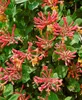 Lonicera periclymenum 'Serotina', Geißblatt, rot-gelb, Produktbild-Vorschau 3