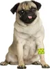 Bandage Petflex No Chew Produktbild-Vorschau 2