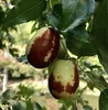 Jujube (Chinesische Dattel) ´DONG ZAO´ 40-50 cm, Cont. 2 l Produktbild-Vorschau 3