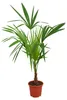 Palma della canapa cinese 130 - 160 cm Trachycarpus Anteprima dell’immagine prodotto 9