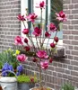 A potted Magnolia Genie tree with deep pink blooms is placed next to a brick wall, with other potted plants and a watering can in the foreground. Produktbild-Vorschau