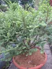 Ulmus parviflora Seiju - chinesische Zwergulme Seiju 60-80 Produktbild-Vorschau 1